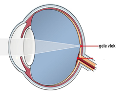 plaatje van plaats van de gele vlek in het oog (van
wikiwijs)