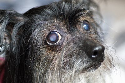 oud hondje met een troebele lens vanwege
staar