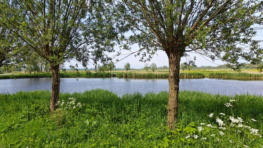 Bomen en gras aan waterkant