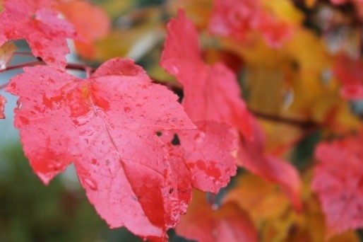 Herfstblad, rood